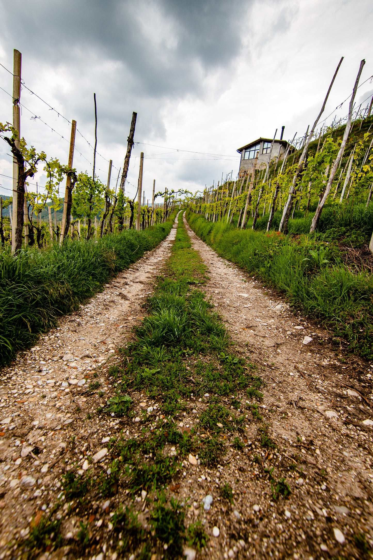 Visit to the prosecco hills with tasting