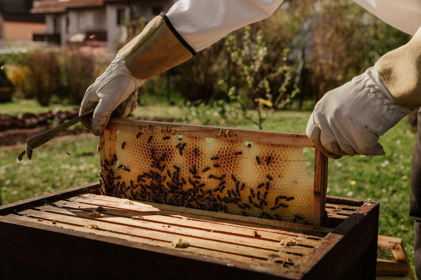 Besuch im Marangon-Bienenhaus mit Wellness-Erlebnis und Kräutertee