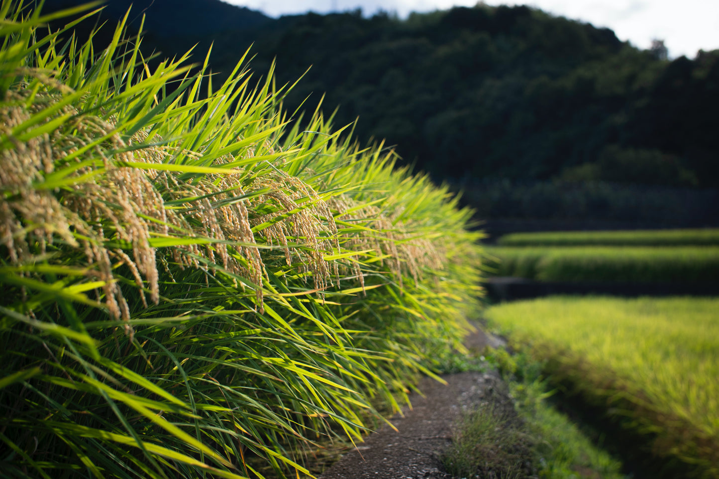 Besuch der Farm „Moretto“ mit Besichtigung der Reismühle und Produktverkostung